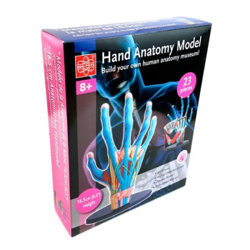 Модель руки Edu-Toys збірна для навчання 16 см
