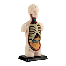Модель тулуба людини Edu-Toys збірна 12,7 см