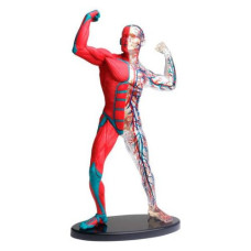 Модель м'язів та скелета людини Edu-Toys збірна 19 см