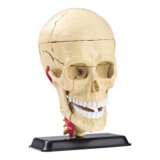 Модель черепа із нервами Edu-Toys збірна, 9 см
