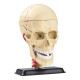 Модель черепа с нервами  Edu-Toys сборная, 9 см