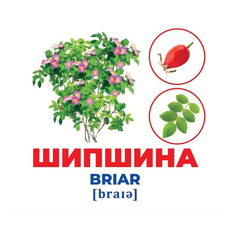 Набор развивающих карточек Гений с пеленок Деревья и кустарники 10107196, 17 карточек